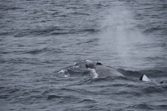 Balaenoptera borealis