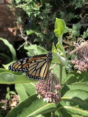 Danaus plexippus