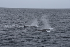 Balaenoptera borealis