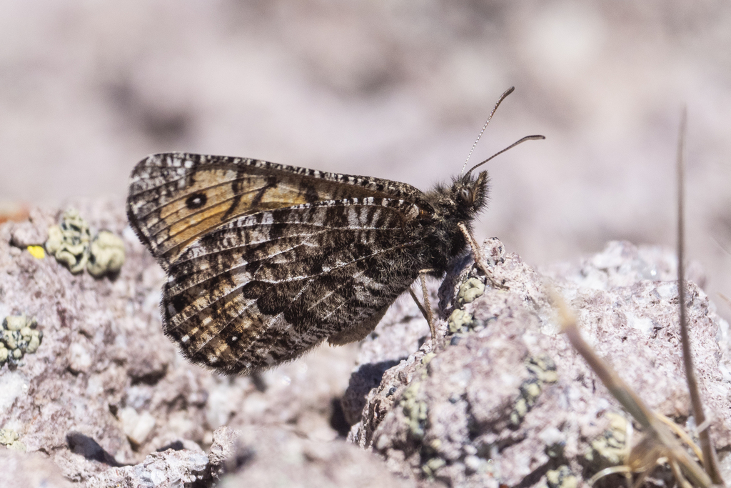 Chryxus Arctic