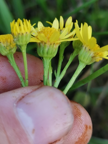 Image of Jacobaea erratica by (c) Ljaž, some rights reserved (CC BY)