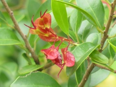 Hymenocardia ulmoides