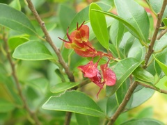 Hymenocardia ulmoides