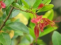 Hymenocardia ulmoides