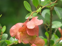 Hymenocardia ulmoides