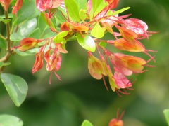 Hymenocardia ulmoides