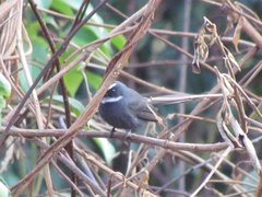 Rhipidura albicollis