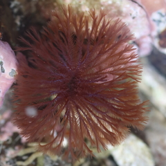 Schizobranchia insignis
