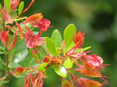 Hymenocardia ulmoides