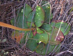 Hermas ciliata