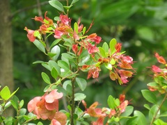 Hymenocardia ulmoides