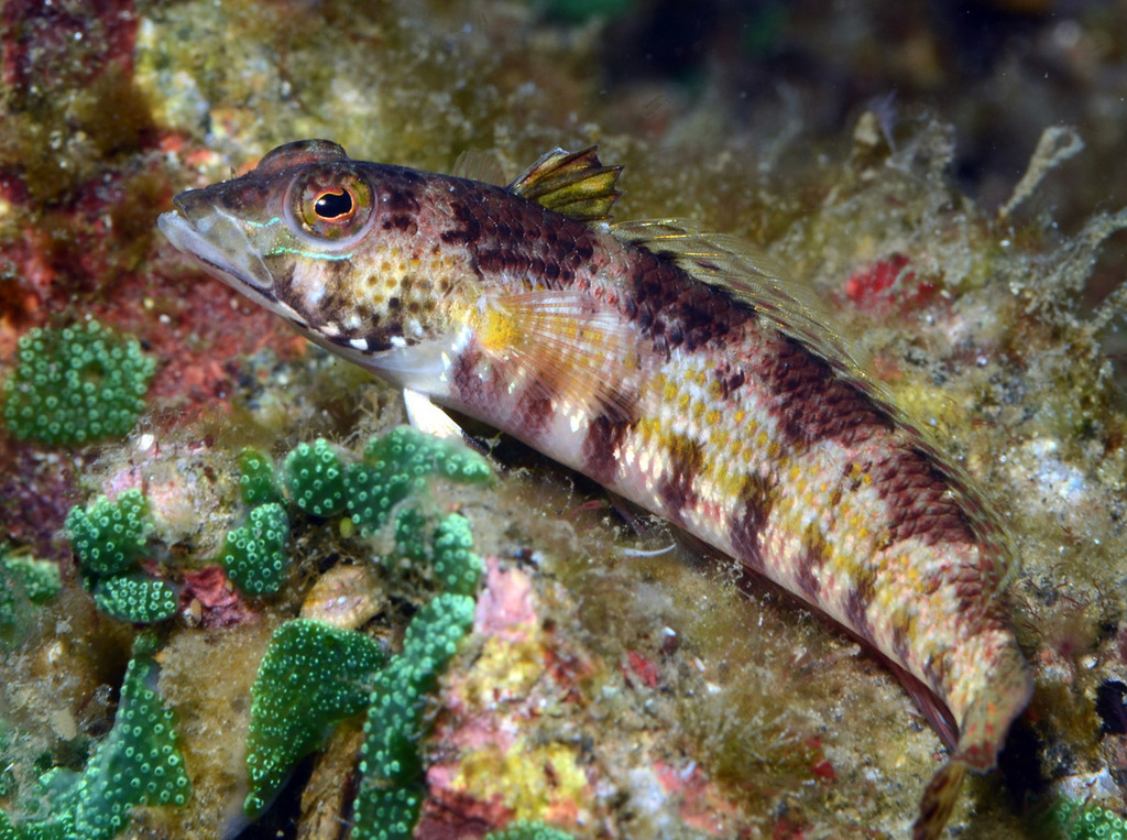 U-Mark Sandperch