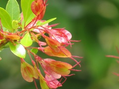 Hymenocardia ulmoides
