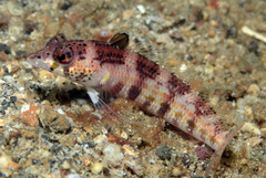 U-Mark Sandperch photo 4