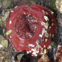 Aulactinia