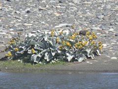 Senecio candidans