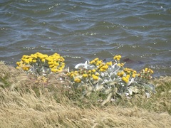 Senecio candidans