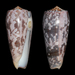 Conus striatus oahuensis - Photo (c) Juan Manuel de Roux, algunos derechos reservados (CC BY-NC), subido por Juan Manuel de Roux