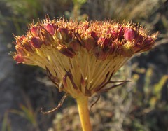 Hermas ciliata