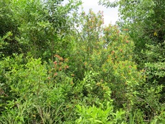 Hymenocardia ulmoides