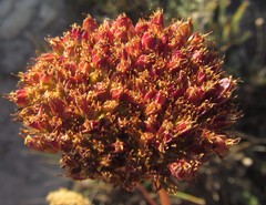 Hermas ciliata