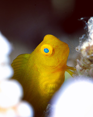 Black Blenny photo 2