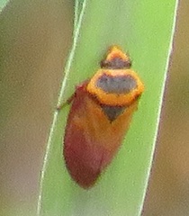 Locris areata