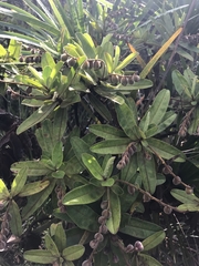 Hibbertia trachyphylla