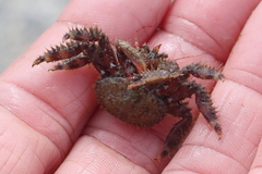 Hapalogaster mertensii