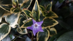 Vinca major