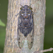 Giant Cicada - Photo (c) Juan José Bonanno, some rights reserved (CC BY-NC)