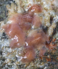 Leptoplanoidea
