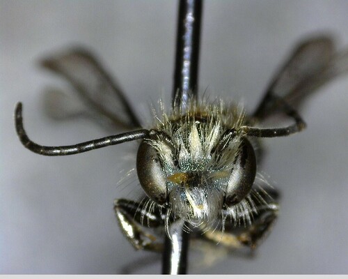 iNaturalist observation photo of Mason Bees
