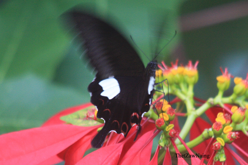 Oriental Red Helen