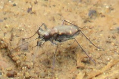 Cylindera disjuncta