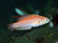 Paine's Flasher Wrasse photo 3