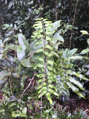 Lygodium reticulatum