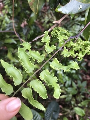 Lygodium reticulatum