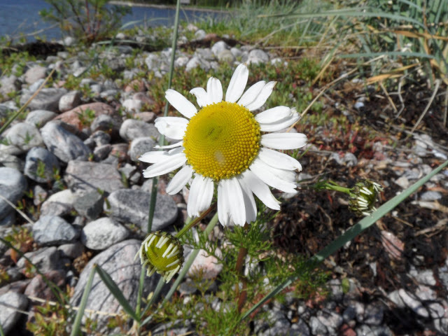 Tripleurospermum subpolare