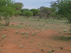 Albuca seineri image