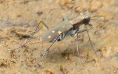 Cylindera disjuncta
