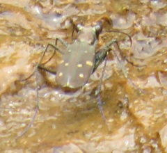 Cylindera disjuncta