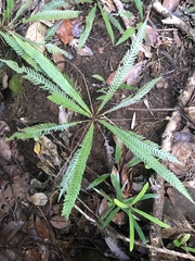 Blechnum obtusatum