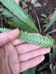 Blechnum obtusatum