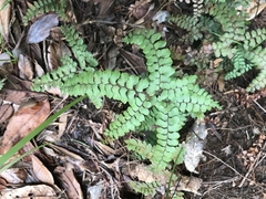 Adiantum fournieri
