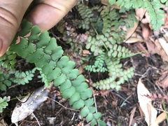 Adiantum fournieri