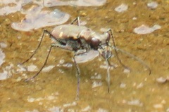Cylindera disjuncta