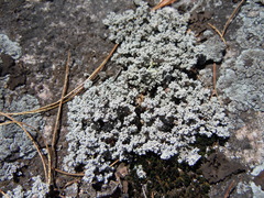 Stereocaulon saxatile