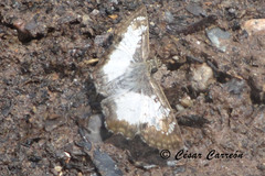 Antigonus emorsa