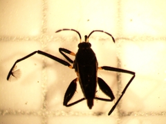 Veliidae